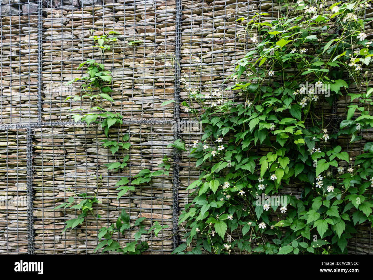 Gabbione parete nel giardino Robinson RHS Hyde Hall, Essex. Con la clematide Paul Farges cresce su di esso. Foto Stock
