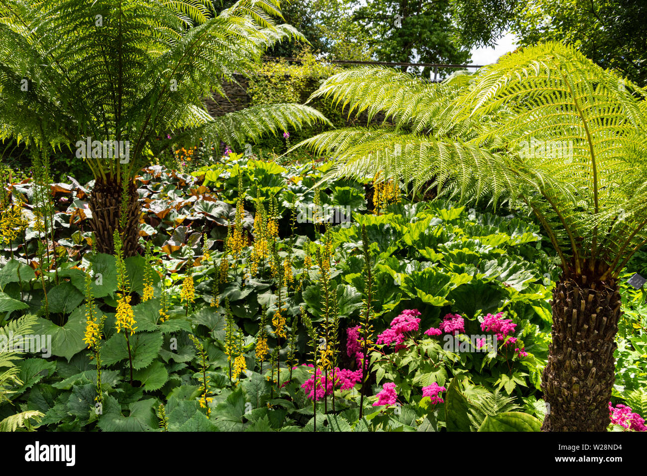 Felci arboree e fiori nel Giardino Robinson RHS Hyde Hall, Essex. Foto Stock