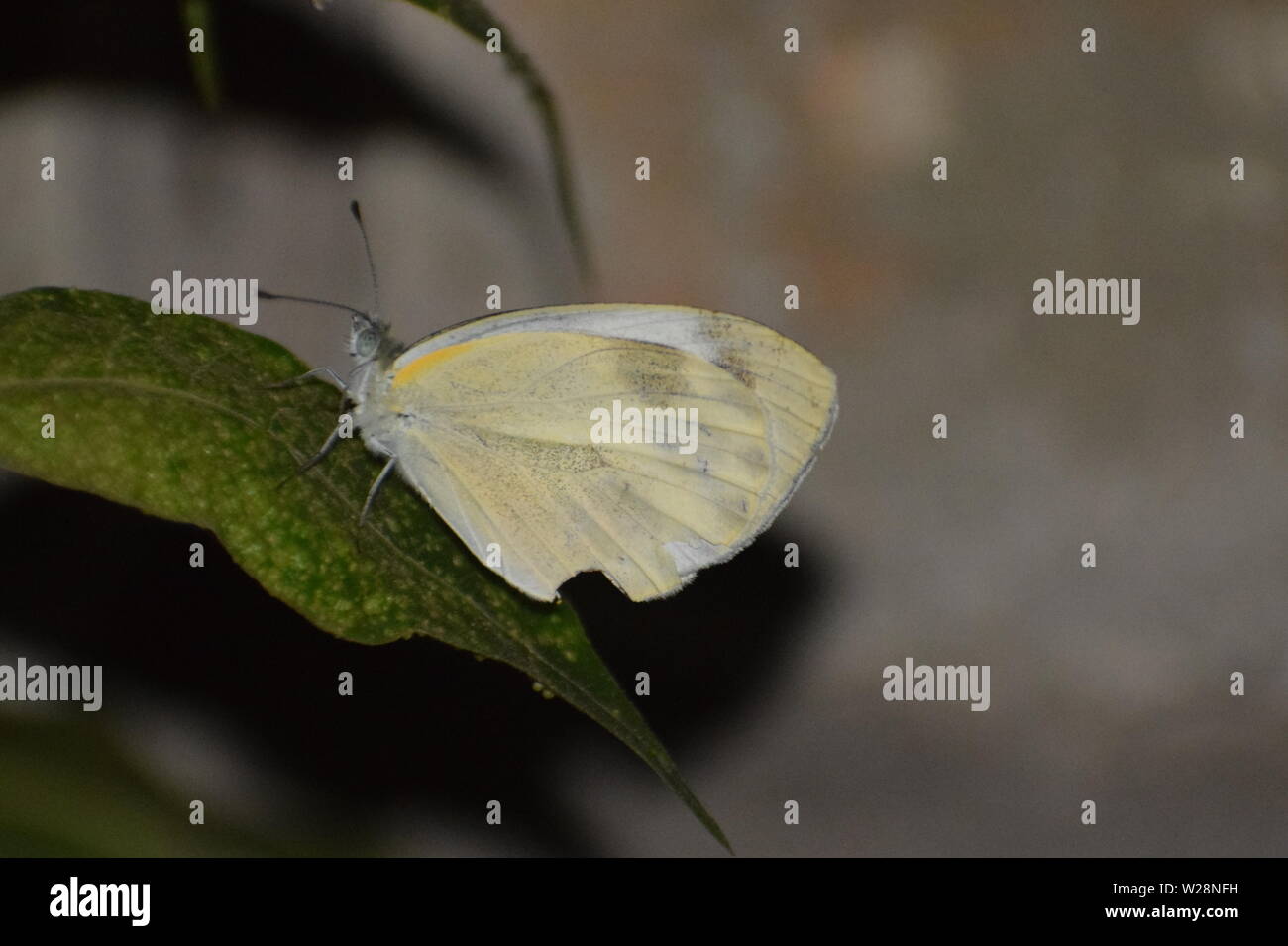 bella farfalla bianca di cavolo indiano seduta su foglia verde. Foto Stock