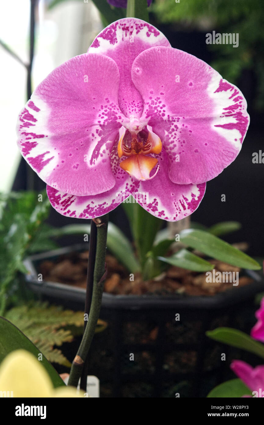 Phalaenopsis, magic art, rara orchidea Foto Stock