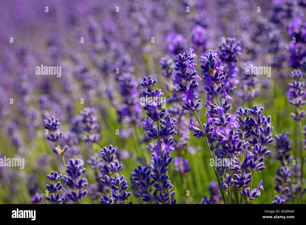 Campo di fiori di lavanda (Lavandula angustifolia) in estate il sole a Mayfield Fattoria di Lavanda, Banstead, Surrey, Regno Unito Foto Stock