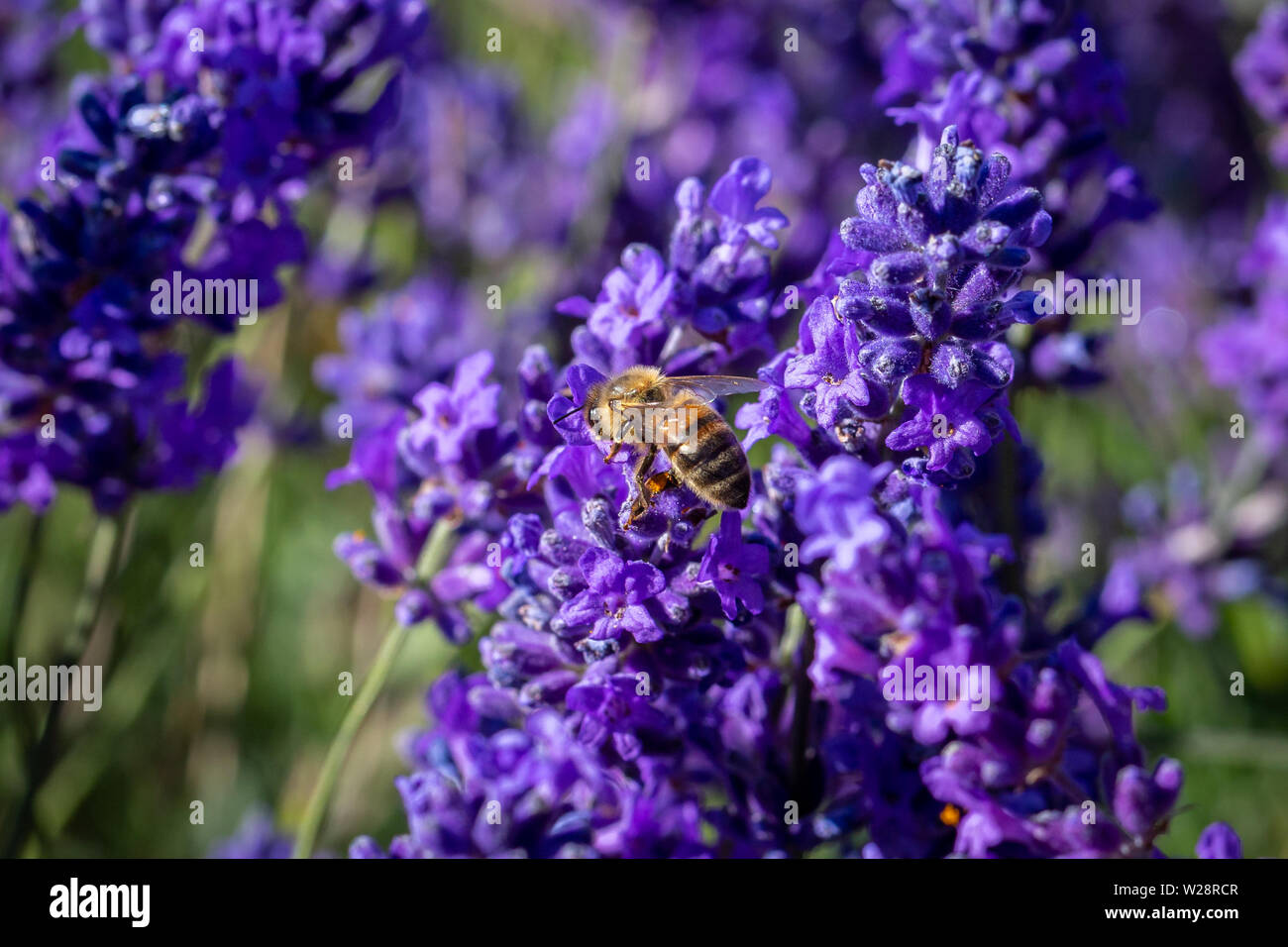 Carda comune (bombus pascuorum) Bumble Bee su un fiore di LAVANDA (Lavandula angustifolia) a Mayfield Fattoria di Lavanda, Banstead, Surrey, Regno Unito Foto Stock
