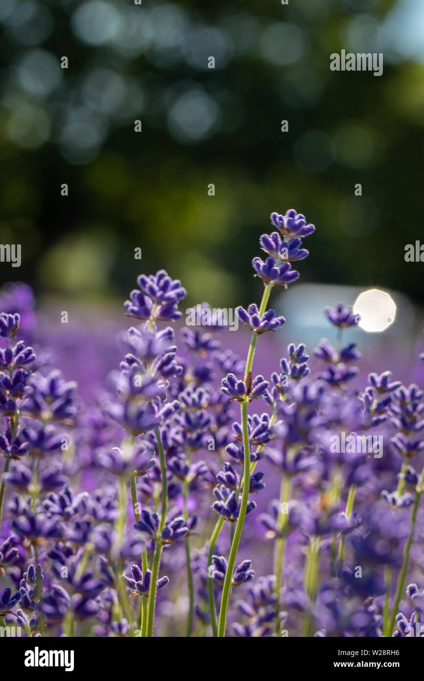 Campo di fiori di lavanda (lavandula angustifolia) nel sole estivo presso Mayfield Lavender Farm, Banstead, Surrey, Inghilterra, Regno Unito Foto Stock