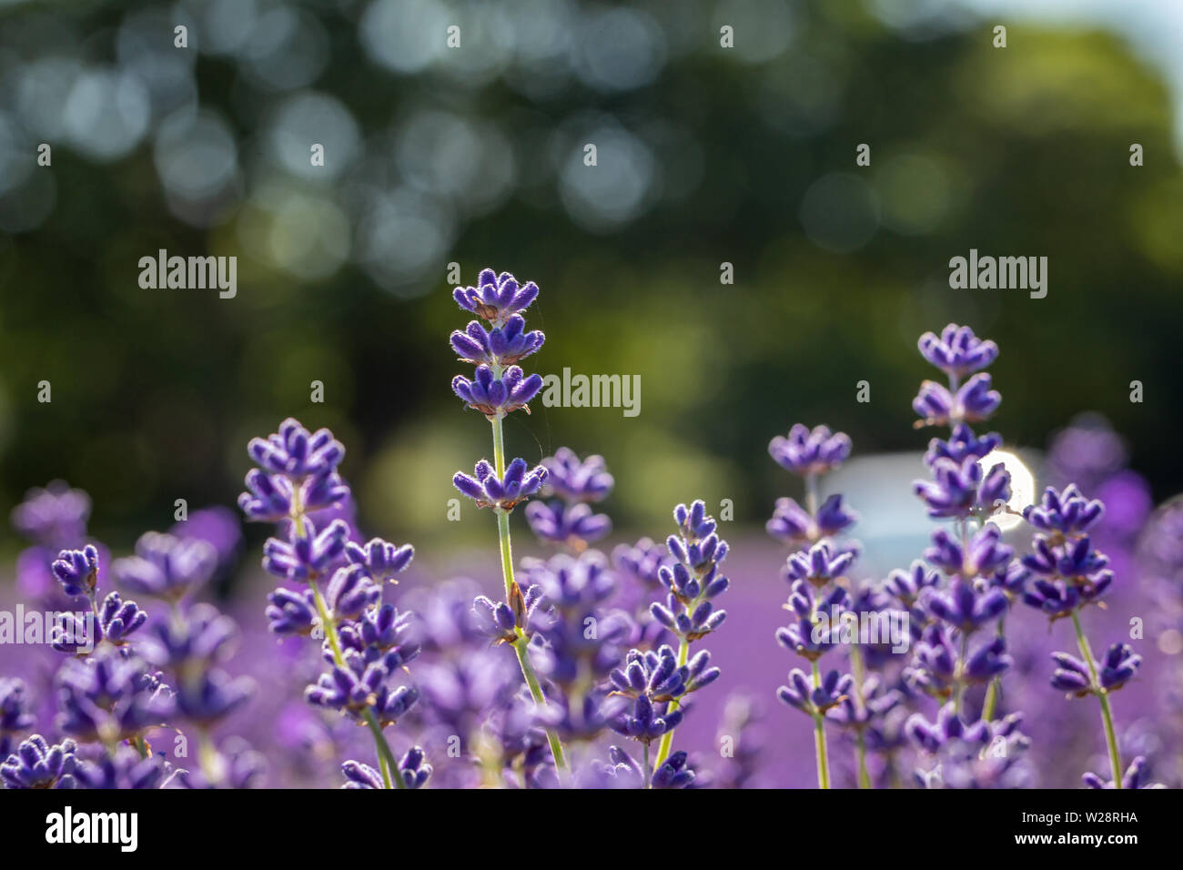 Campo di fiori di lavanda (lavandula angustifolia) nel sole estivo presso Mayfield Lavender Farm, Banstead, Surrey, Inghilterra, Regno Unito Foto Stock