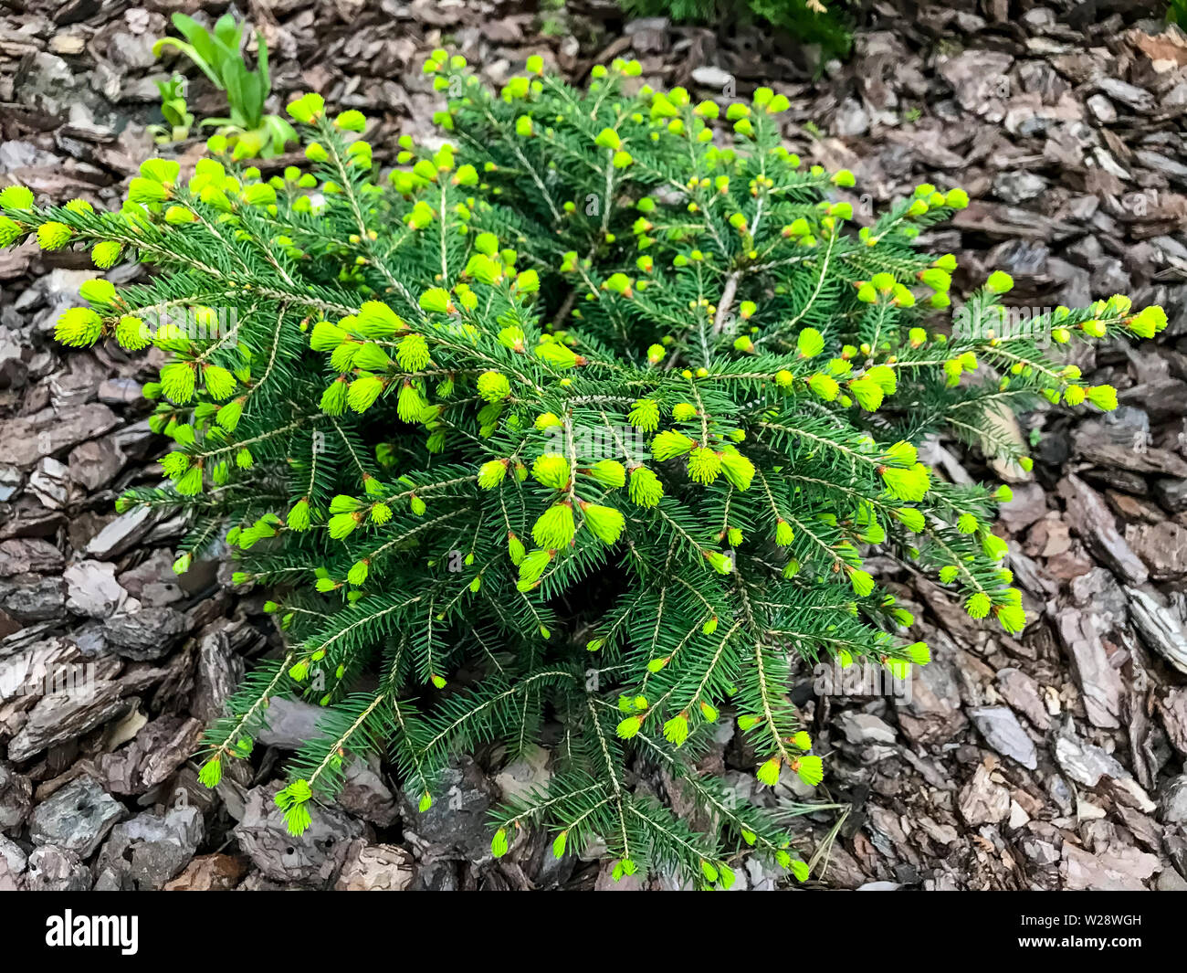 Piccola conifera albero sul chip decorativo sullo sfondo. Foto Stock