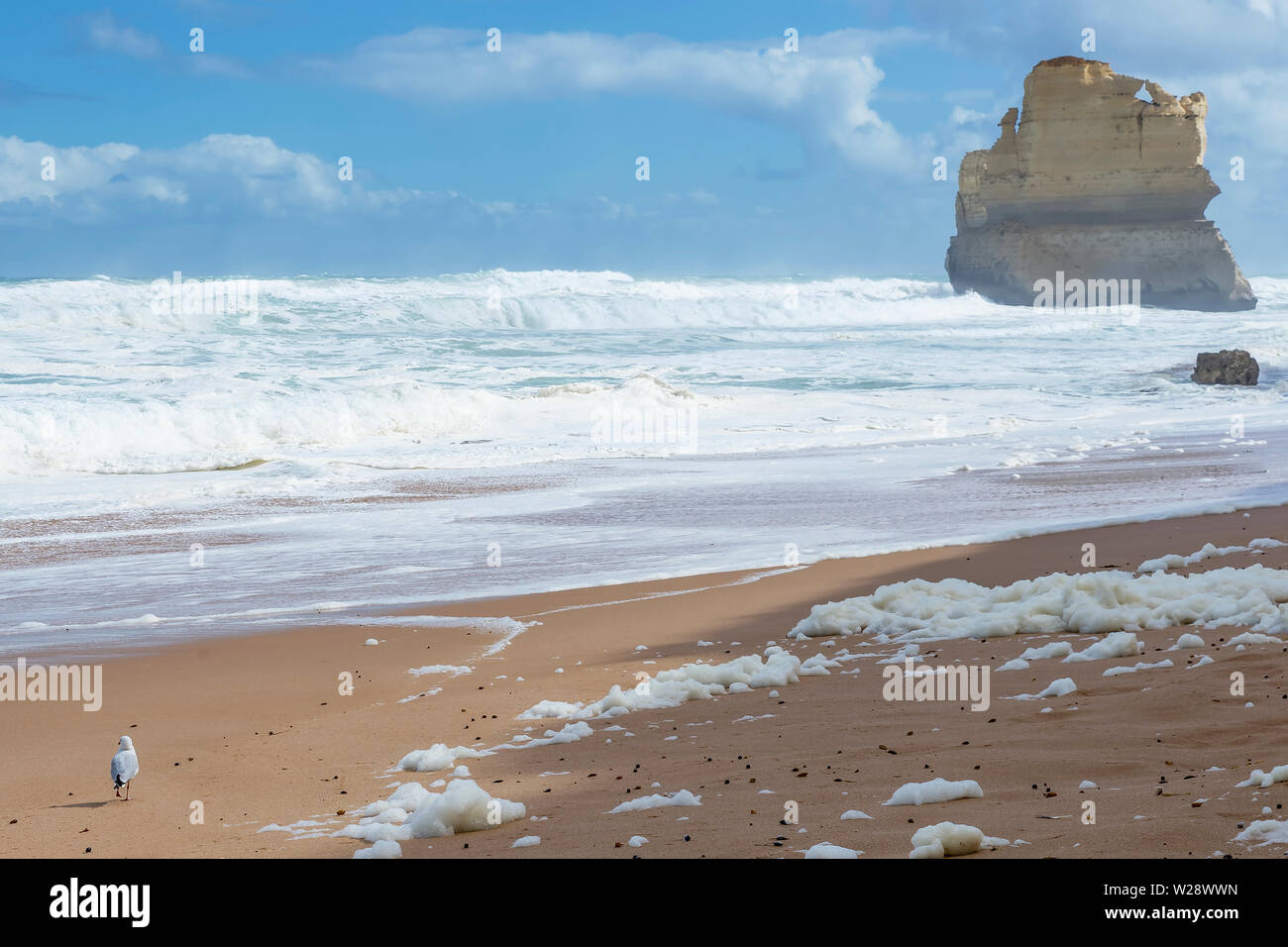 Seagull sulla spiaggia della Gibson passi, Great Ocean Road, Victoria, Australia Foto Stock