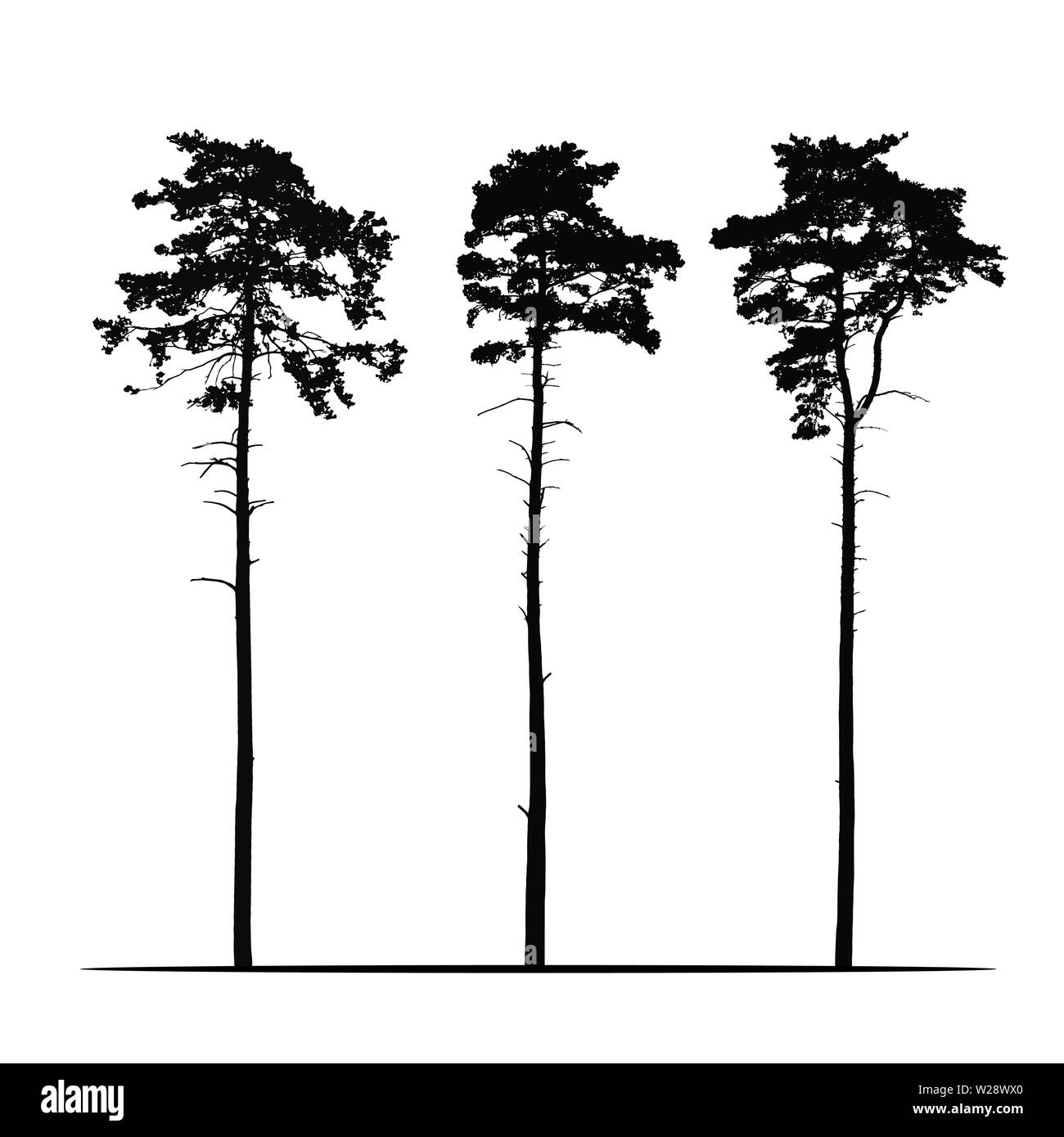 Imposta Illustrazione realistica di conifere alti alberi di pino. Isolato su sfondo bianco - vettore Illustrazione Vettoriale