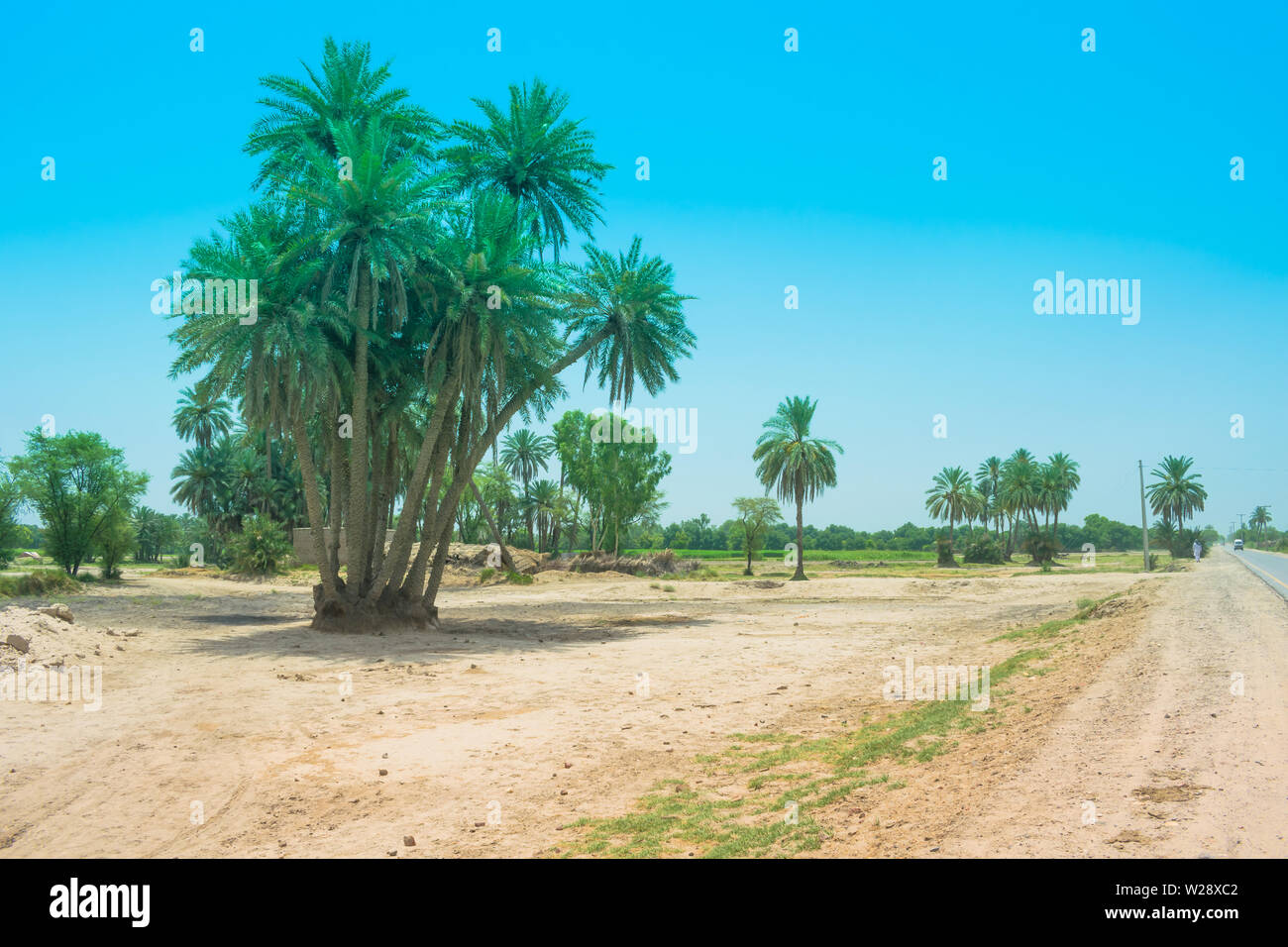 Paesaggio di cluster data di alberi in un villaggio punjab,pakistan.Data di alberi in prossimità di un lato strada,pakistan. Foto Stock