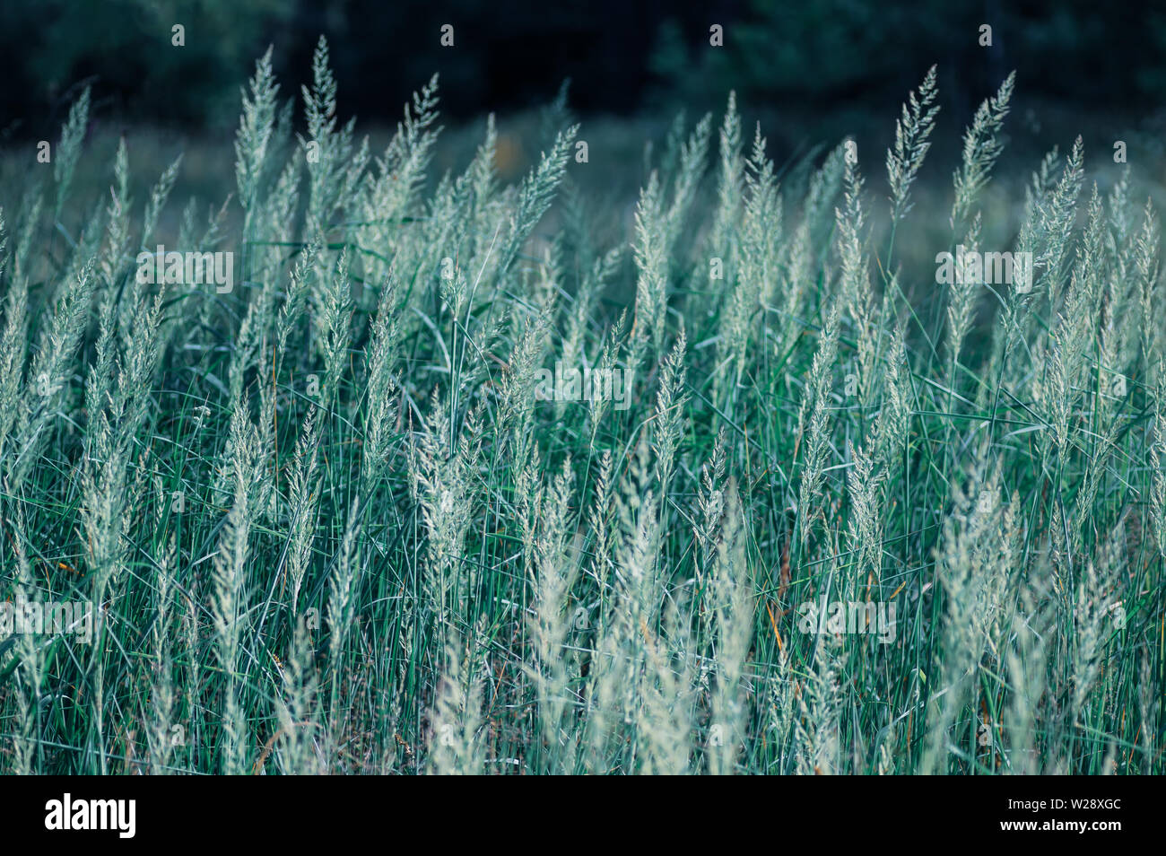 Close-up di erba verde, spikelets di erba di close-up. Colore luminoso sullo sfondo di erba. Foto Stock