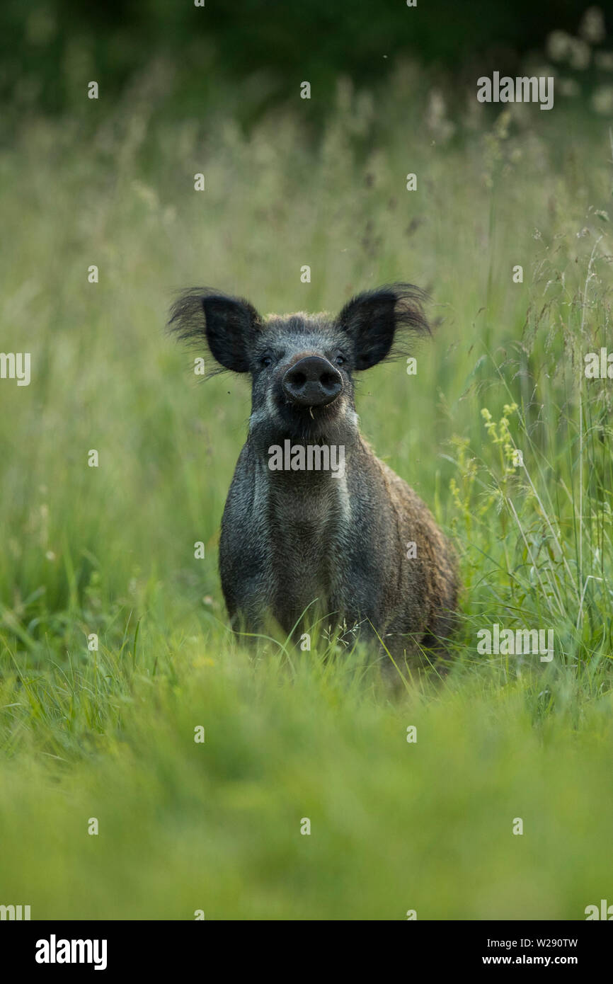 Femmina il cinghiale (Sus scrofa) Foto Stock