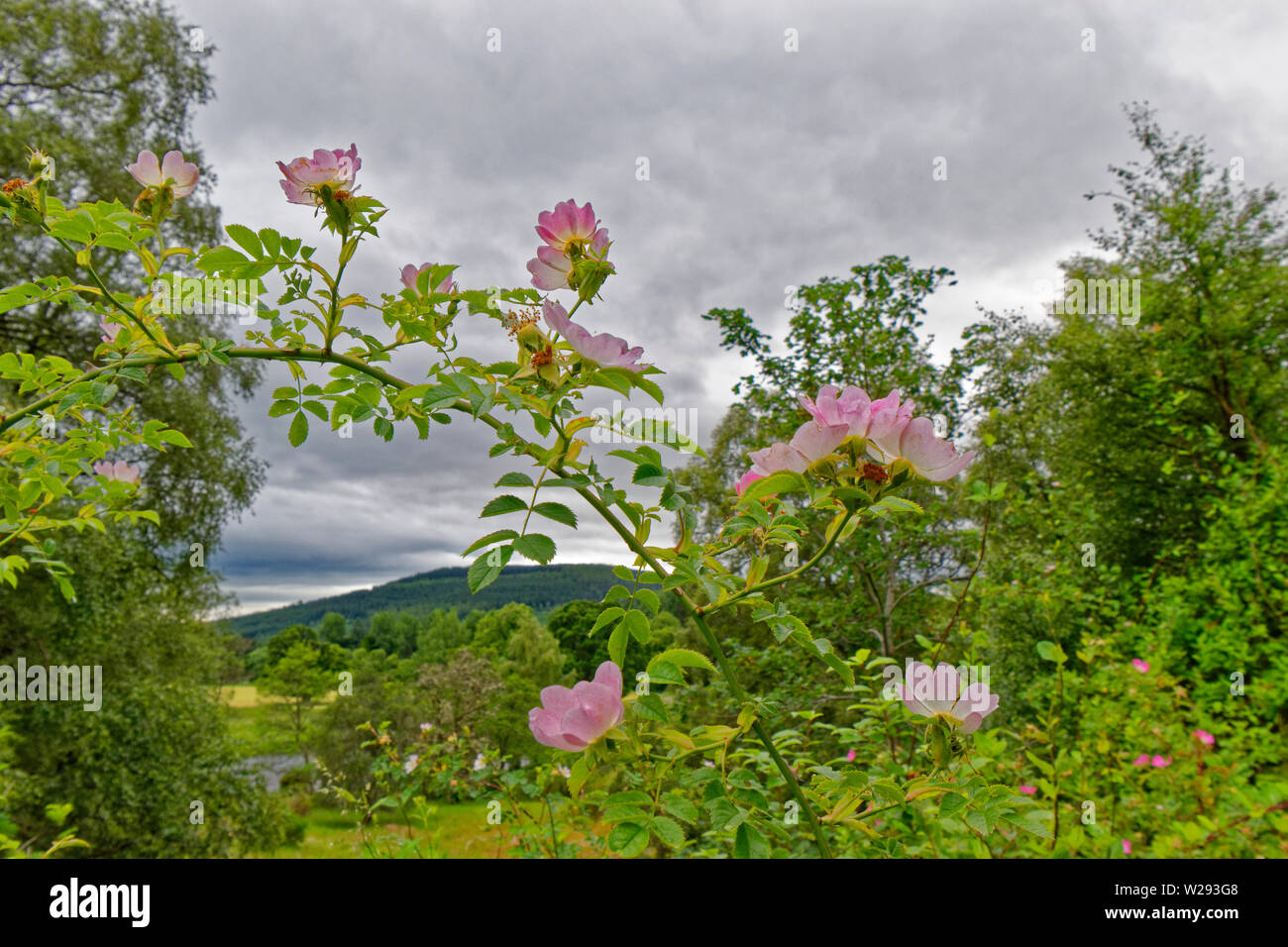 SPEYSIDE modo in Scozia un arco di fiori di colore rosa della Rosa canina Rosa canina a inizio estate Foto Stock