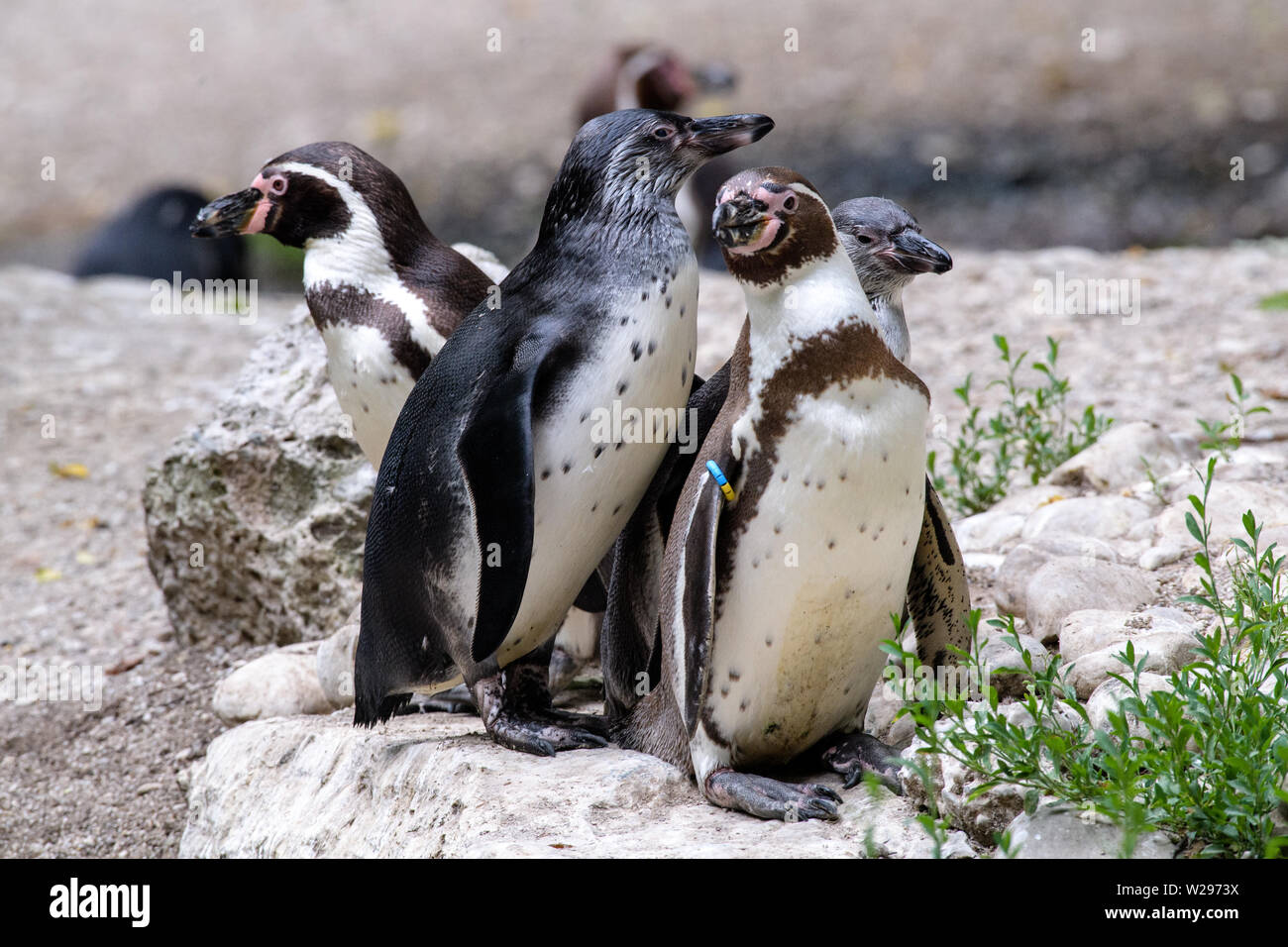 Monaco di Baviera, Germania. 06 Luglio, 2019. Un pinguino di Humboldt famiglia soggiorna nel loro recinto in zoo di Hellabrunn. In occasione della Settimana di orgoglio e Christopher Street Day a Monaco di Baviera, lo zoo è che offre una speciale visita guidata sul comportamento omosessuale negli animali per la prima volta in diverse serate. (A dpa 'dove l' omosessualità è un vantaggio: zoo tour about gay animali") Credito: Matthias esitano di fronte/dpa/Alamy Live News Foto Stock