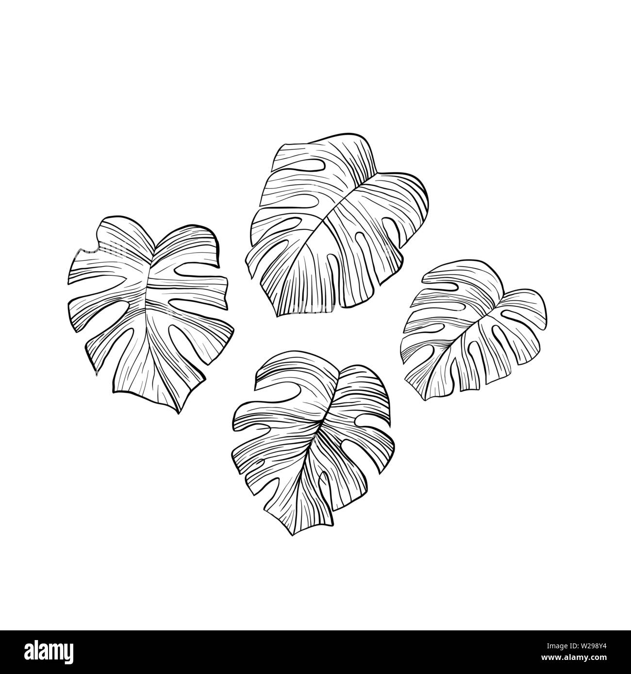 Foglie di monstera disegnati a mano illustrazioni set. Houseplant split linea foglia arte disegno. Philodendron leafage inchiostro della penna sketch. Domestico impianto decorativo gli elementi di design pack. Profilo botanico clipart Illustrazione Vettoriale