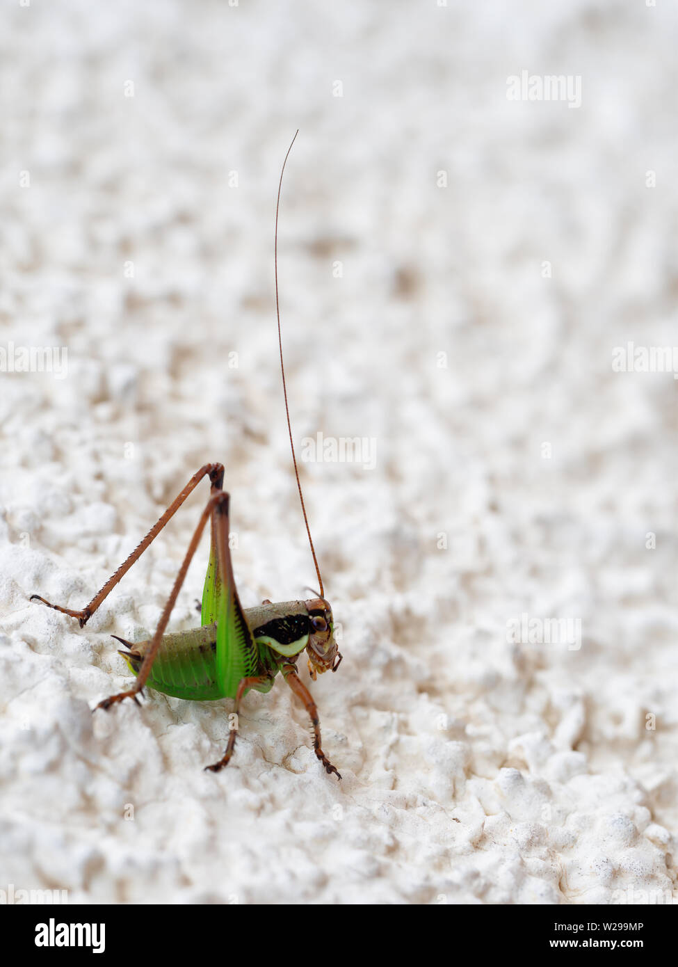 Eupholidoptera chabreri. Bush cricket, profilo di insetti. Foto Stock