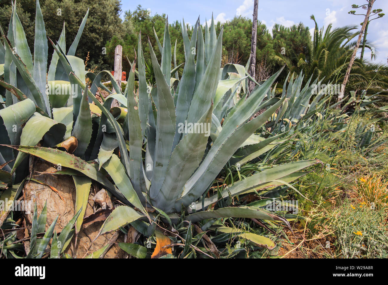 Agave pianta con grande verde foglie succulente vicino alla spiaggia a Halkidiki, Grecia. Foto Stock