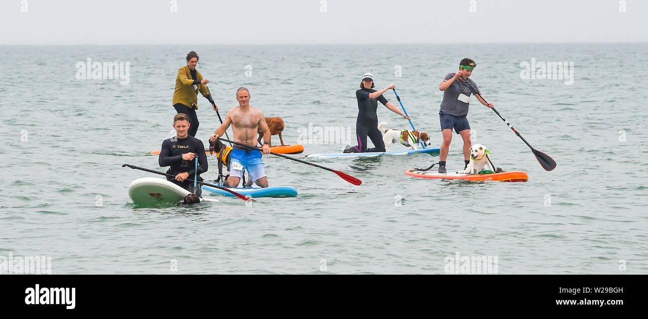 Brighton Regno Unito 7 Luglio 2019 - Oltre 30 cani e i loro proprietari tentativo di impostare un record per la maggior parte dei cani di paddle board in un periodo di 5 minuti durante questo decennio racchetta intorno al molo festival sulla spiaggia di Brighton . La paletta annuale intorno al molo è ora la più grande spiaggia libera di festival in Europa la raccolta di fondi per varie associazioni caritative compresi Surfers against Sewage . Credito : Simon Dack / Alamy Live News Foto Stock