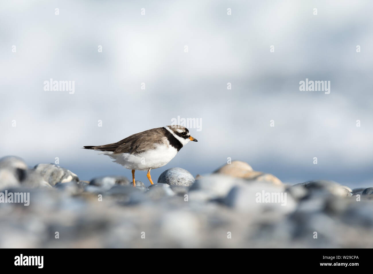 Comune di inanellare plover (charadrius hiaticula) in allevamento piumaggio sul sassoso riva del mare del Nord, Settembre, Helgoland, Germania Foto Stock