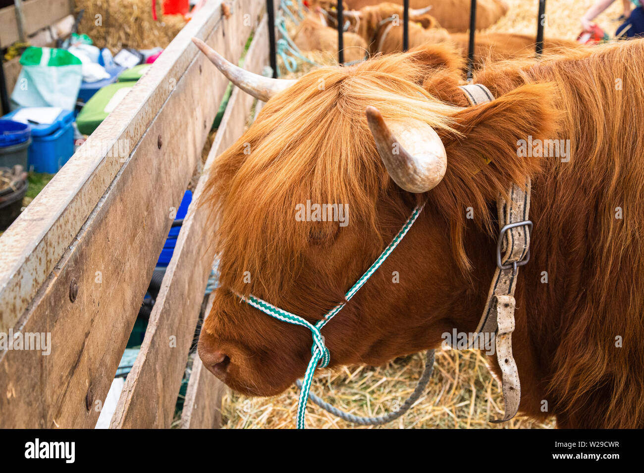 Novantesimo Kent County Show, Detling, 6 luglio 2019. Aberdeen Angus bovini in appoggio tra mostra. Foto Stock