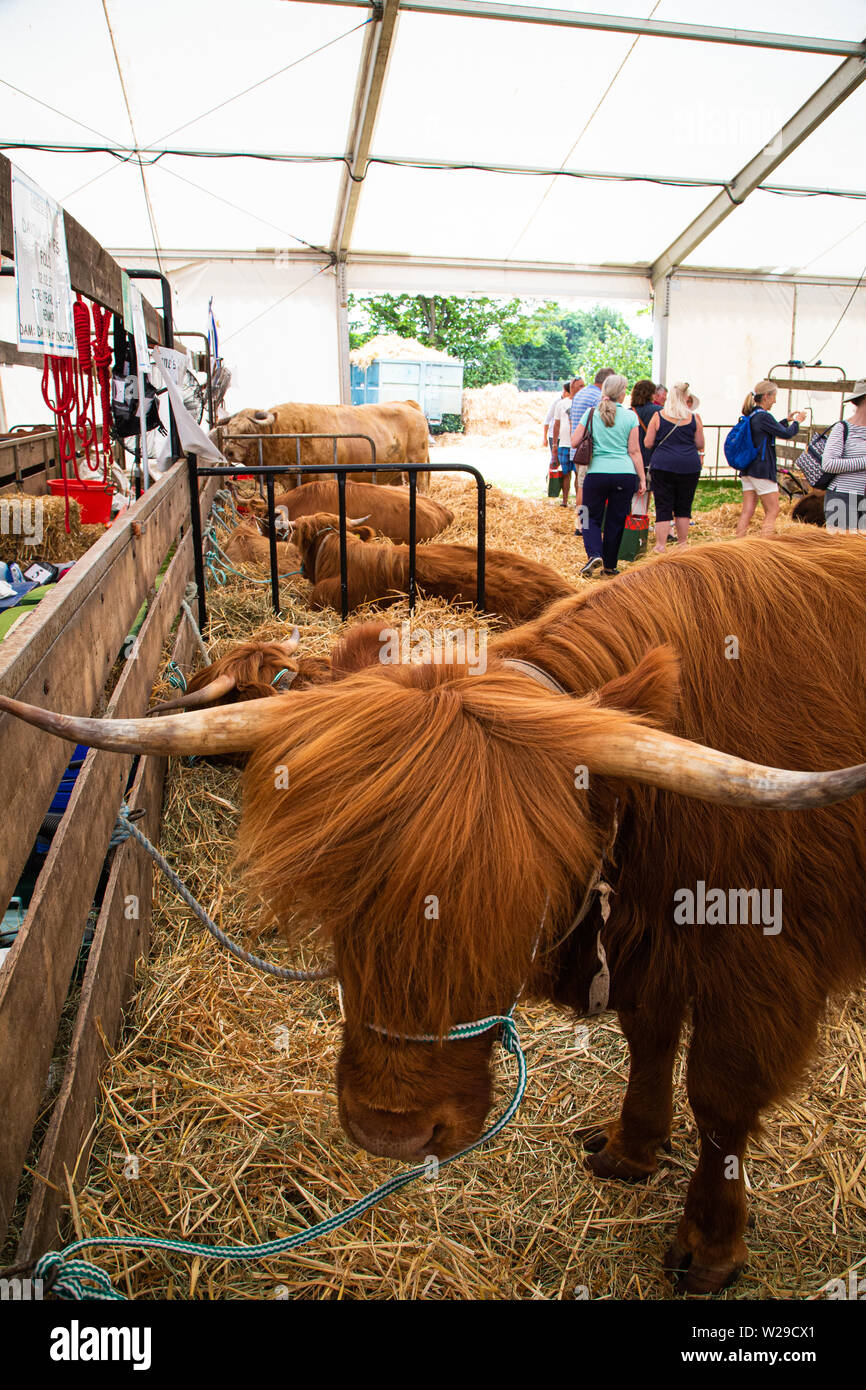 Novantesimo Kent County Show, Detling, 6 luglio 2019. Aberdeen Angus bovini in appoggio tra mostra. Foto Stock