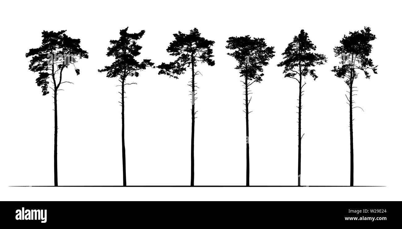 Imposta Illustrazione realistica di conifere alti alberi di pino. Isolato su sfondo bianco - vettore Illustrazione Vettoriale