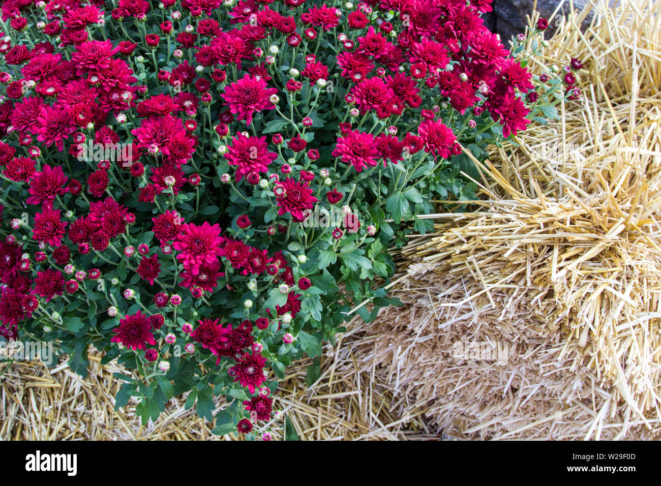 Autunno sfondo di giardinaggio. Bella close up di caduta crisantemo. Noto anche come le mamme, la fioritura è annuale hardy nel tempo fresco. Foto Stock