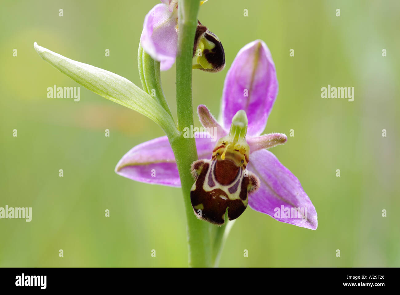 Bee fioritura di orchidee sul Newtimber Hill nel West Sussex, Regno Unito Foto Stock