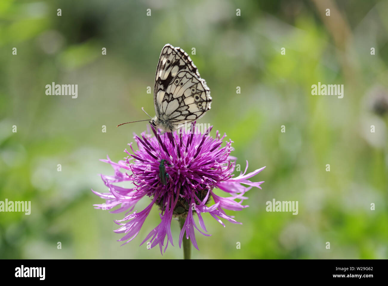 In marmo bianco e butterfly thick-gambe coleottero di fiori in appoggio su di un fiore di fiordaliso in South Downs National Park - Sussex, Regno Unito Foto Stock
