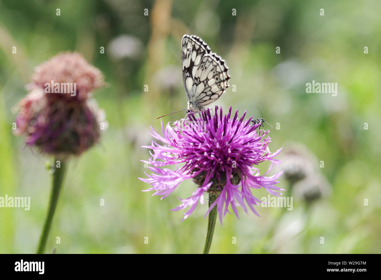 In marmo bianco e butterfly thick-gambe coleottero di fiori in appoggio su di un fiore di fiordaliso in South Downs National Park - Sussex, Regno Unito Foto Stock