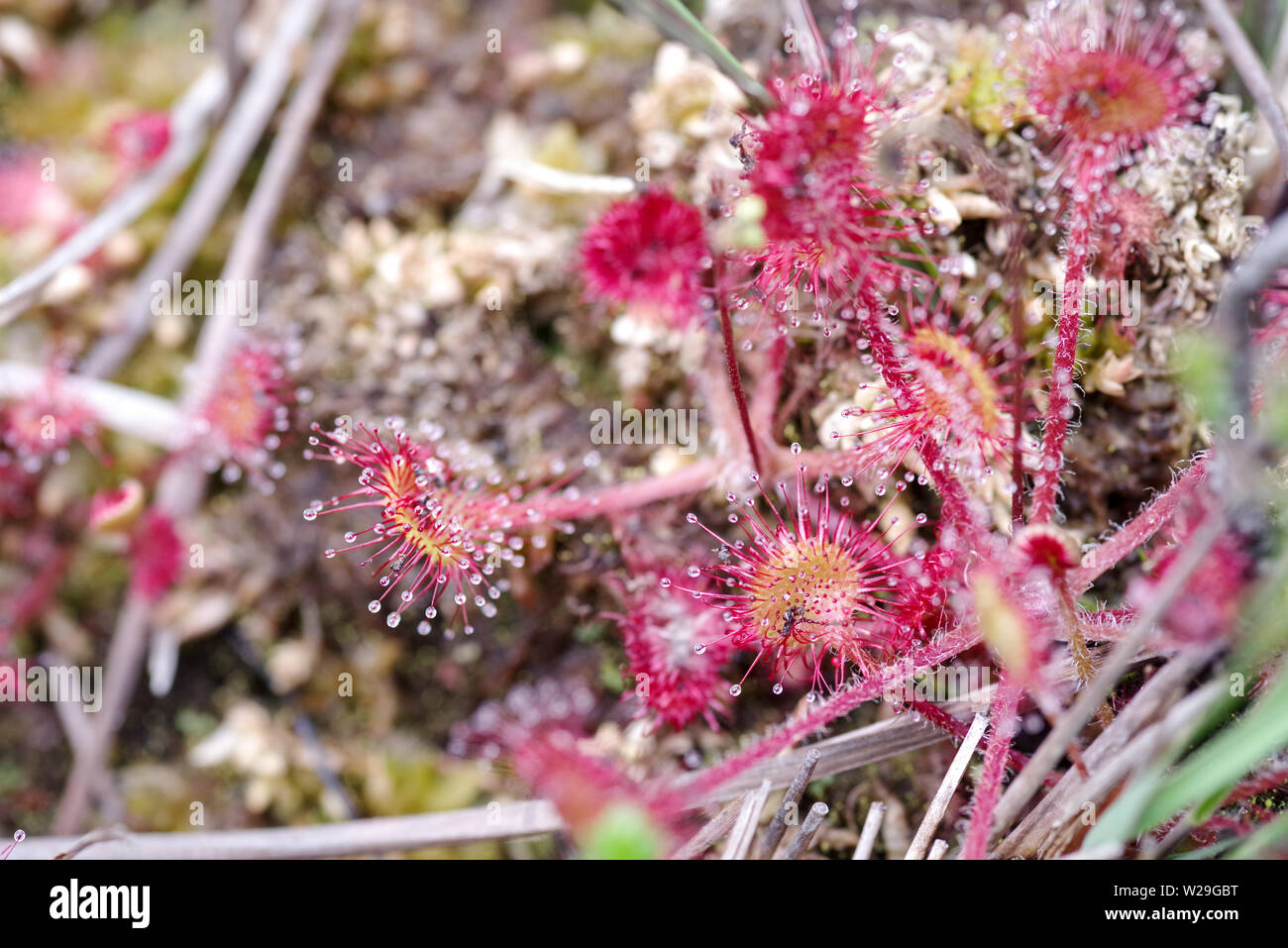 Round lasciava sundew (drosera rotundifolia) in Thursley riserva naturale nazionale (Surrey, Regno Unito) Foto Stock