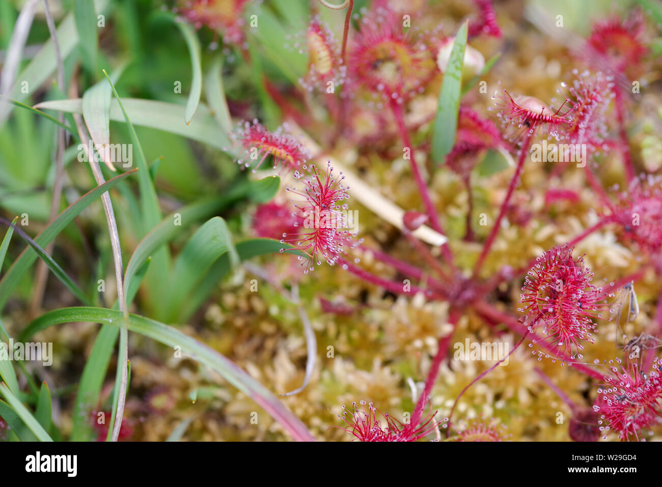 Round lasciava sundew (drosera rotundifolia) in Thursley riserva naturale nazionale (Surrey, Regno Unito) Foto Stock
