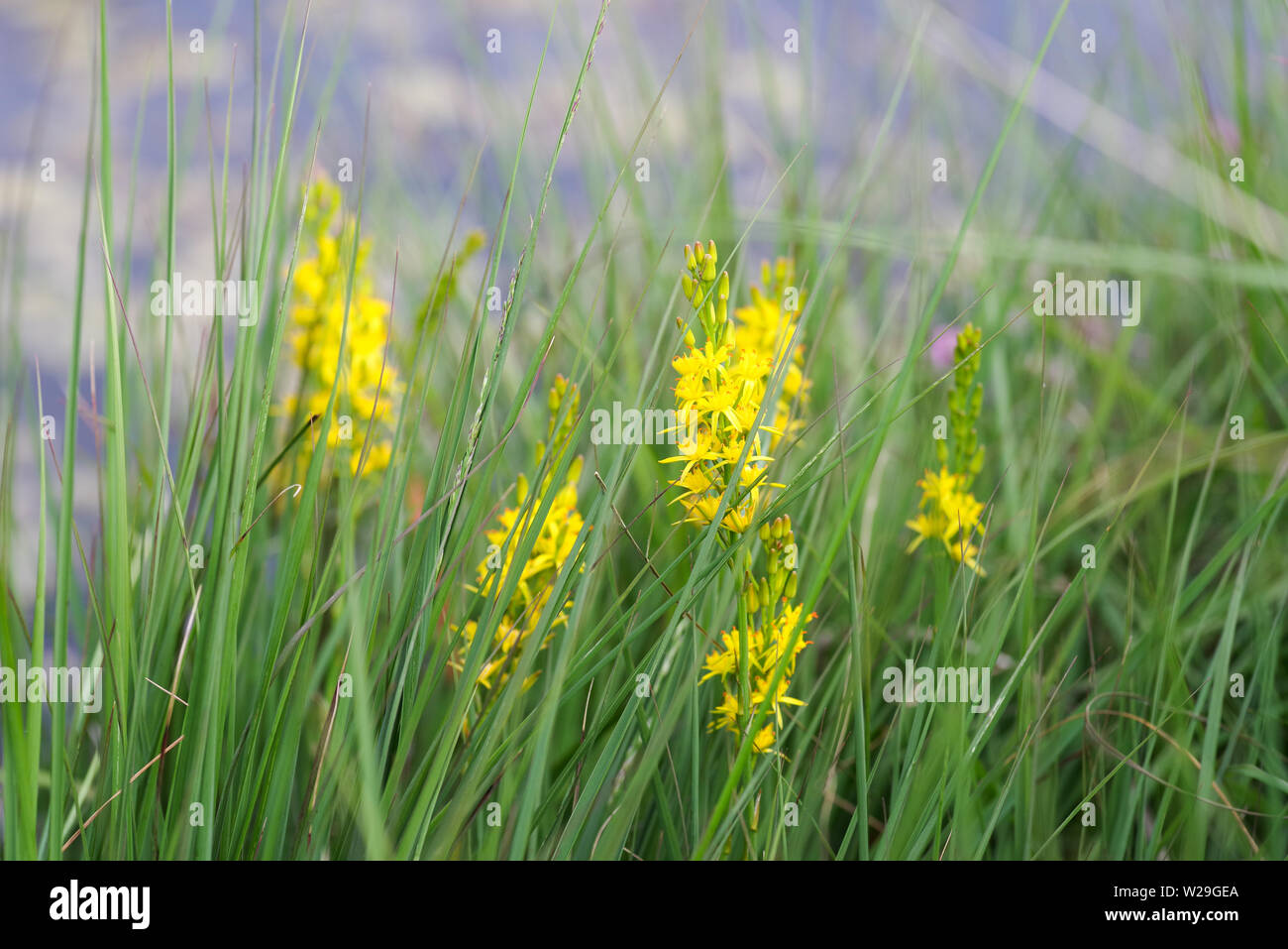 Bog Asphodel fioritura in Thursley Riserva Naturale Nazionale, Surre (UK) Foto Stock