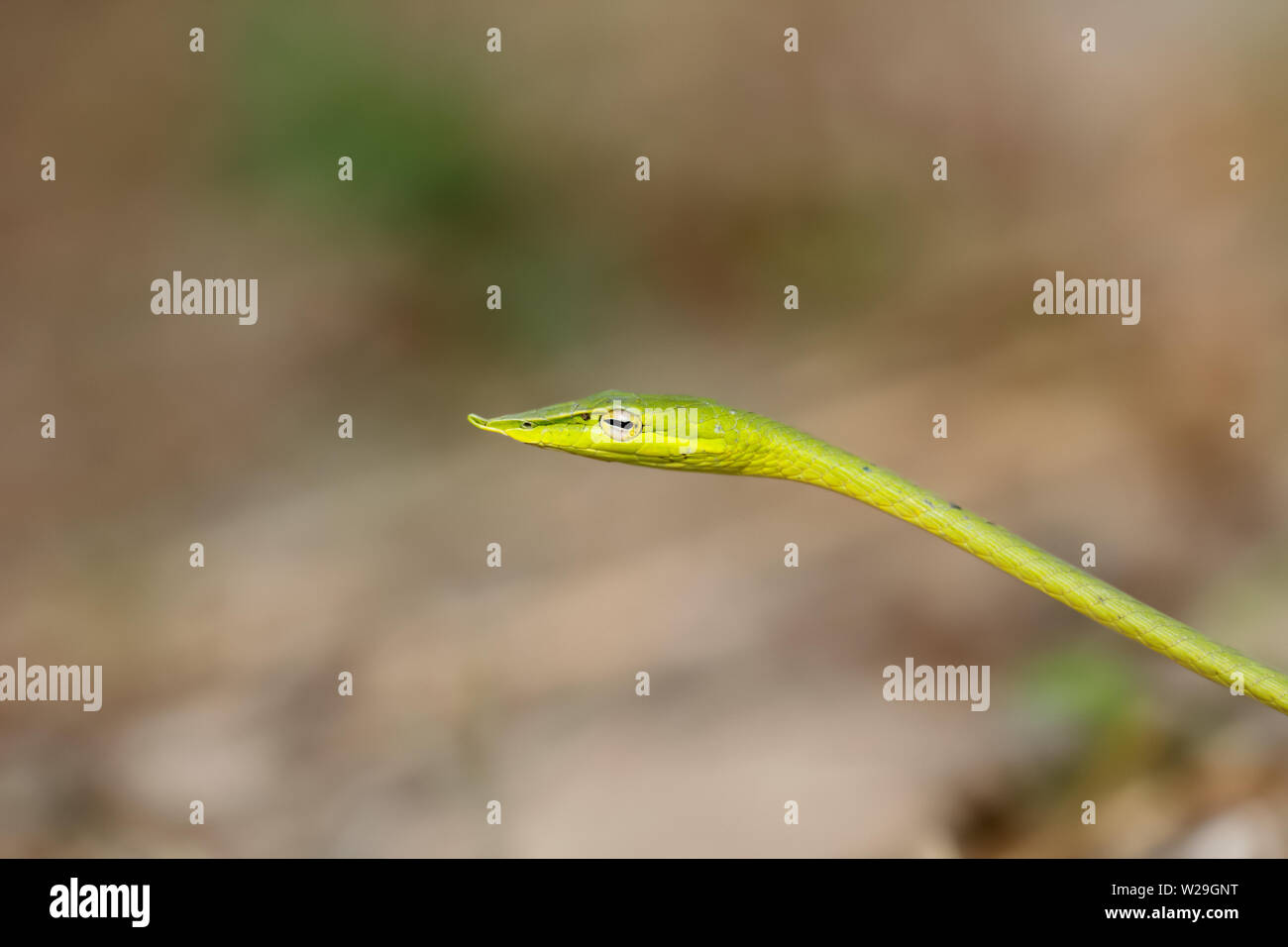 A becco lungo serpente frusta / vite verde serpente (Ahaetulla nasuta) adottate dalla Thailandia, Sud-est asiatico Foto Stock
