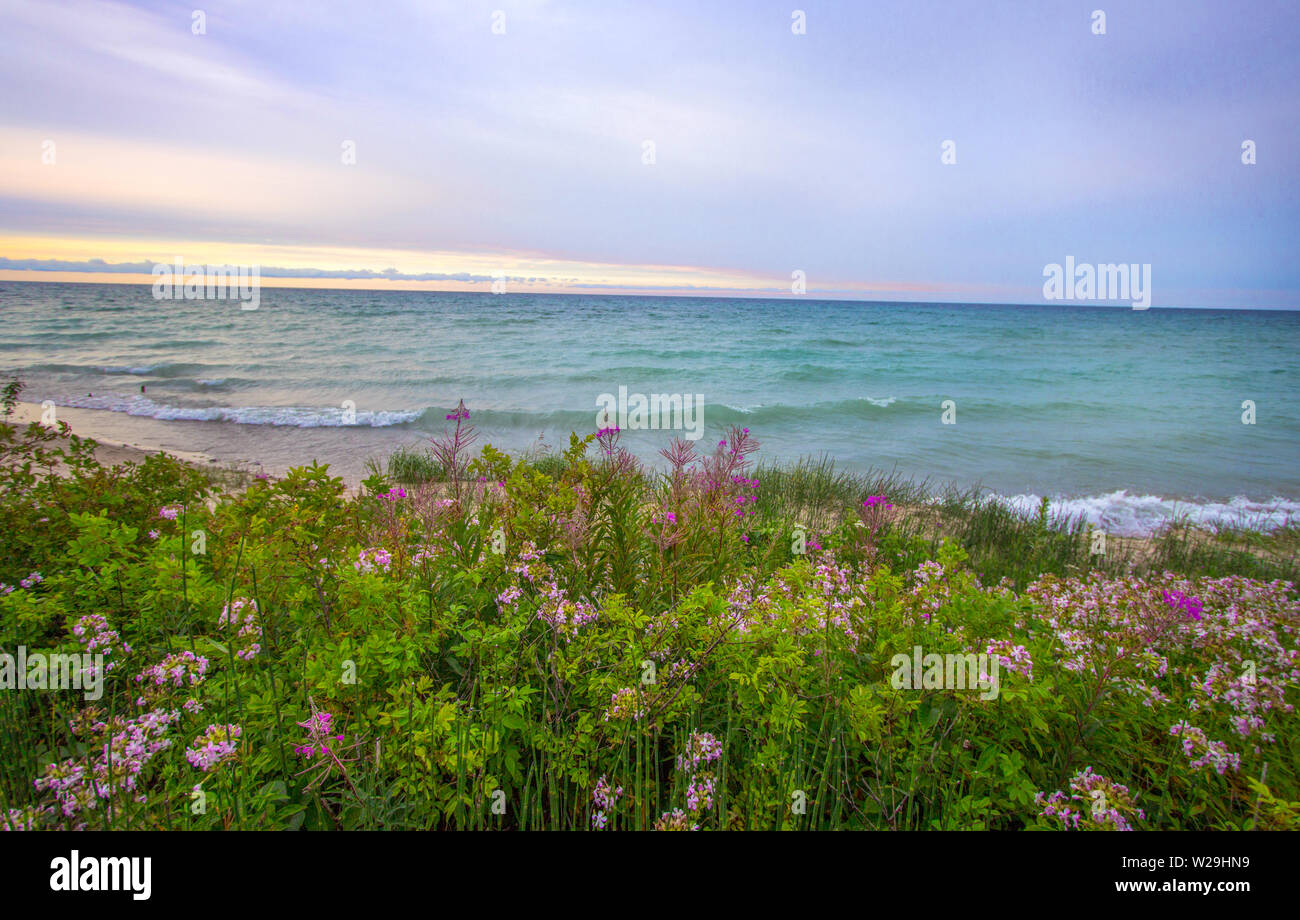 Sunset Beach sfondo. Luce solare morbido sky sulla costa del Lago Huron con fiori selvatici in primo piano e acquamarina acqua all'orizzonte. Quaranta Mi Foto Stock