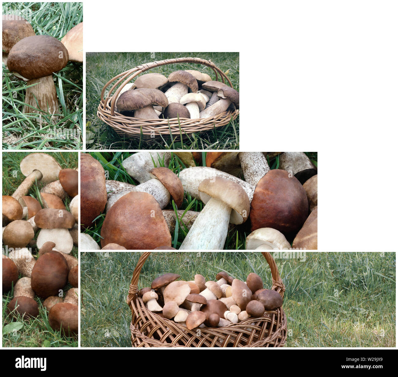 Collage: funghi nella foresta sull'erba Foto Stock