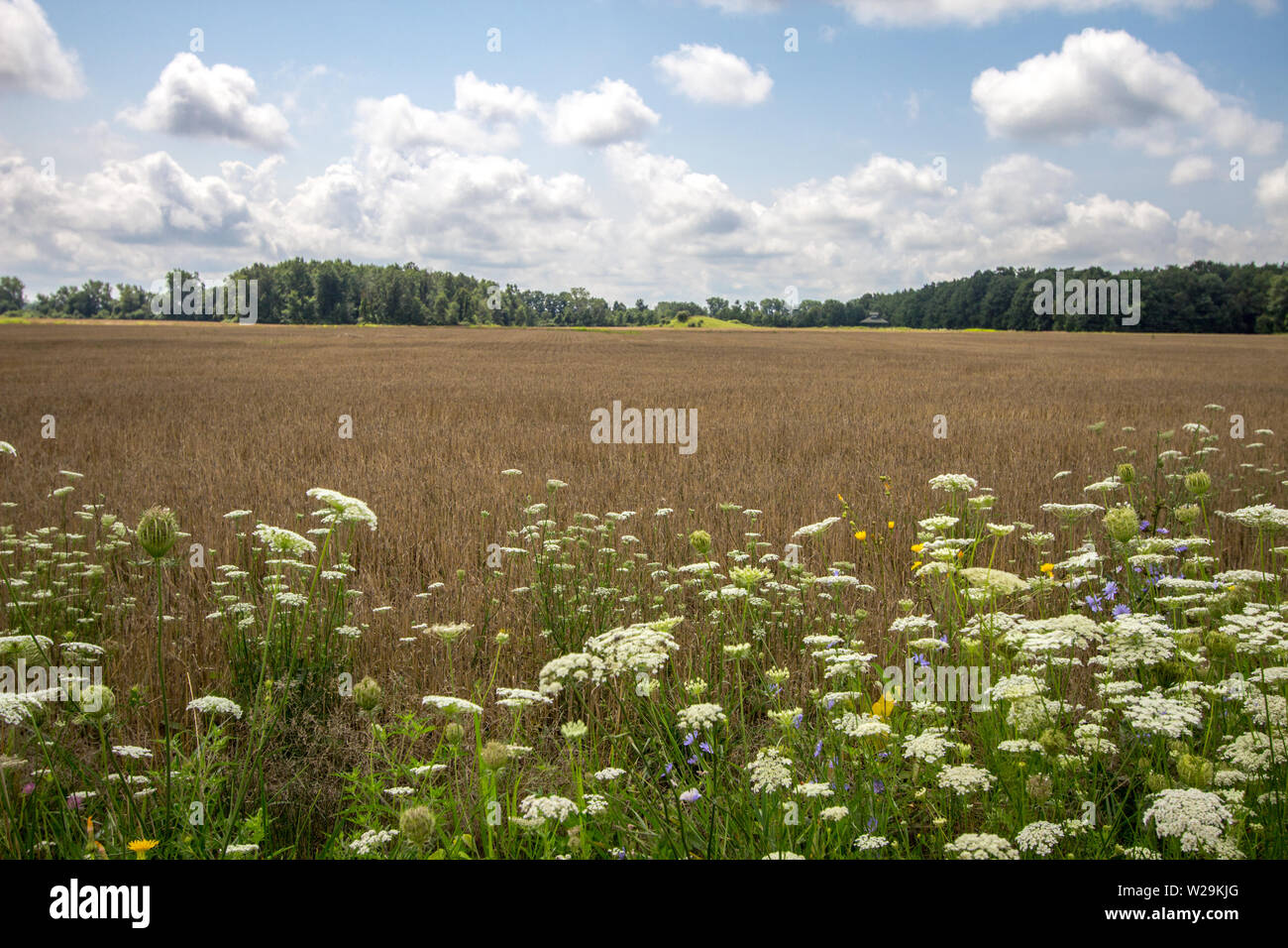 Orizzonte campo di grano Foto Stock