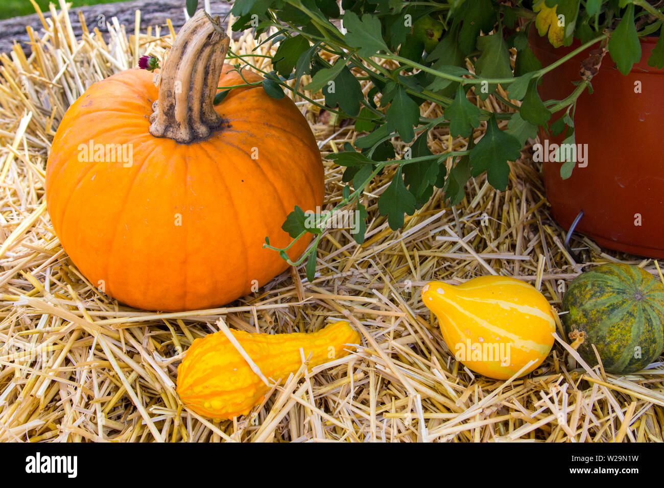 Autumn harvest sfondo. Zucche e squash su una balla di fieno con la pianta del crisantemo Foto Stock