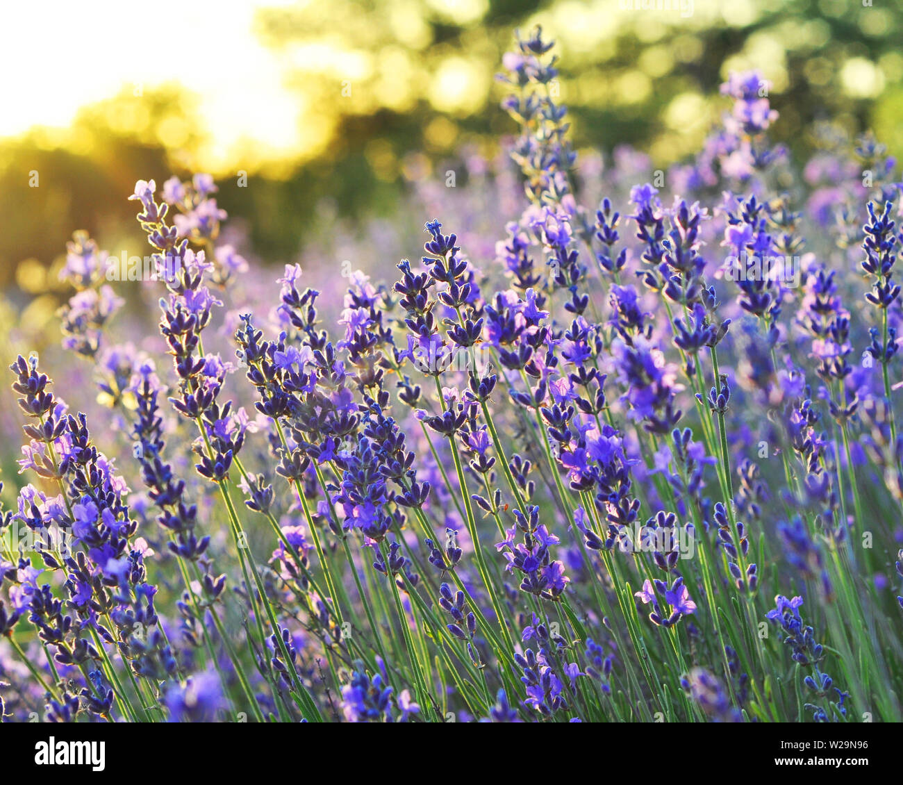 Splendida fioritura di lavanda in presenza di luce solare Foto Stock