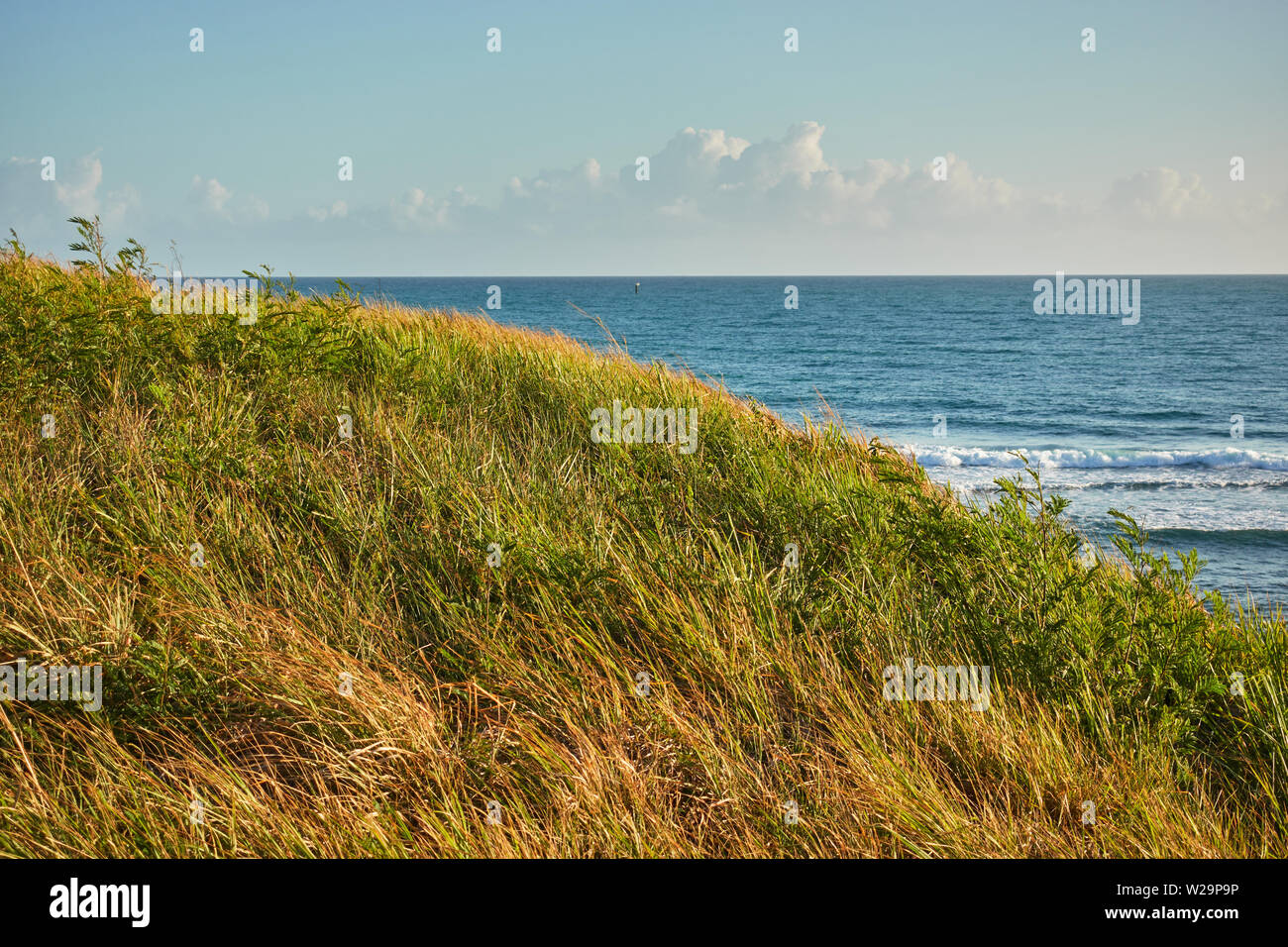 Erba e cespugli bassi sul litorale con l'oceano sullo sfondo. Seascape all'alba. Foto Stock
