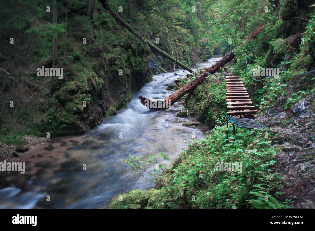 Vista di una scaletta di legno vicino a Velka Biela voda fiume in Slovensky Raj, Slovacchia. Alta verde scuro dei Pini, enormi rocce coperte di muschio, albero caduto e registro Foto Stock