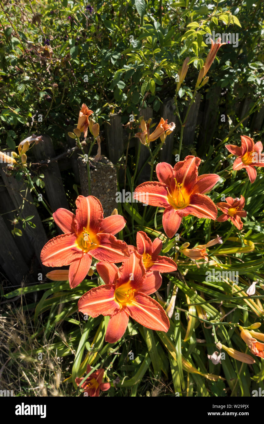 Bruno Daylily Foto Stock