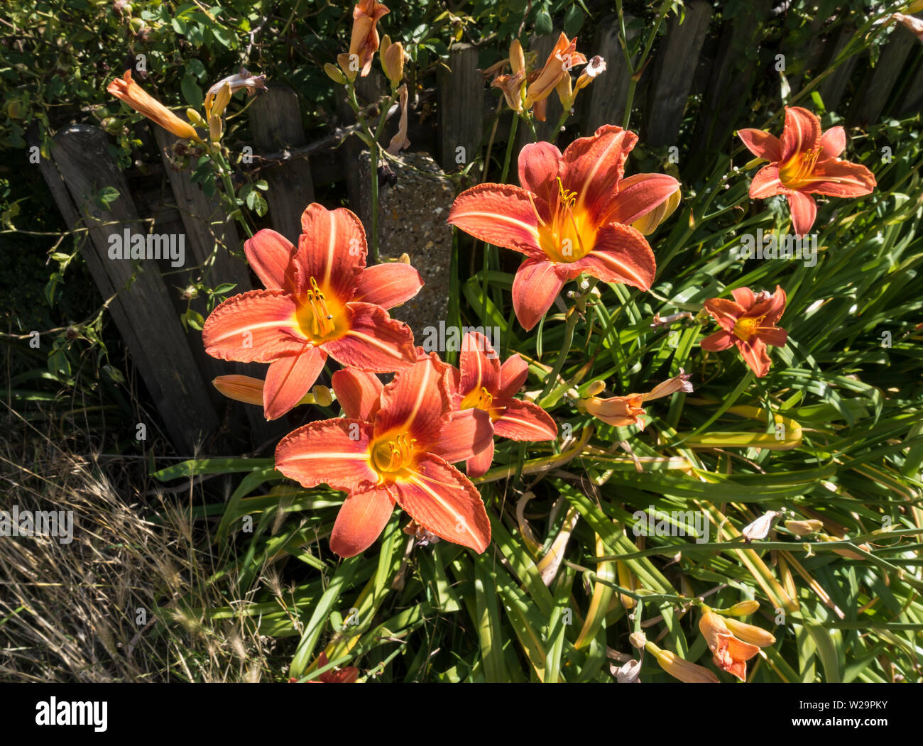 Bruno Daylily Foto Stock