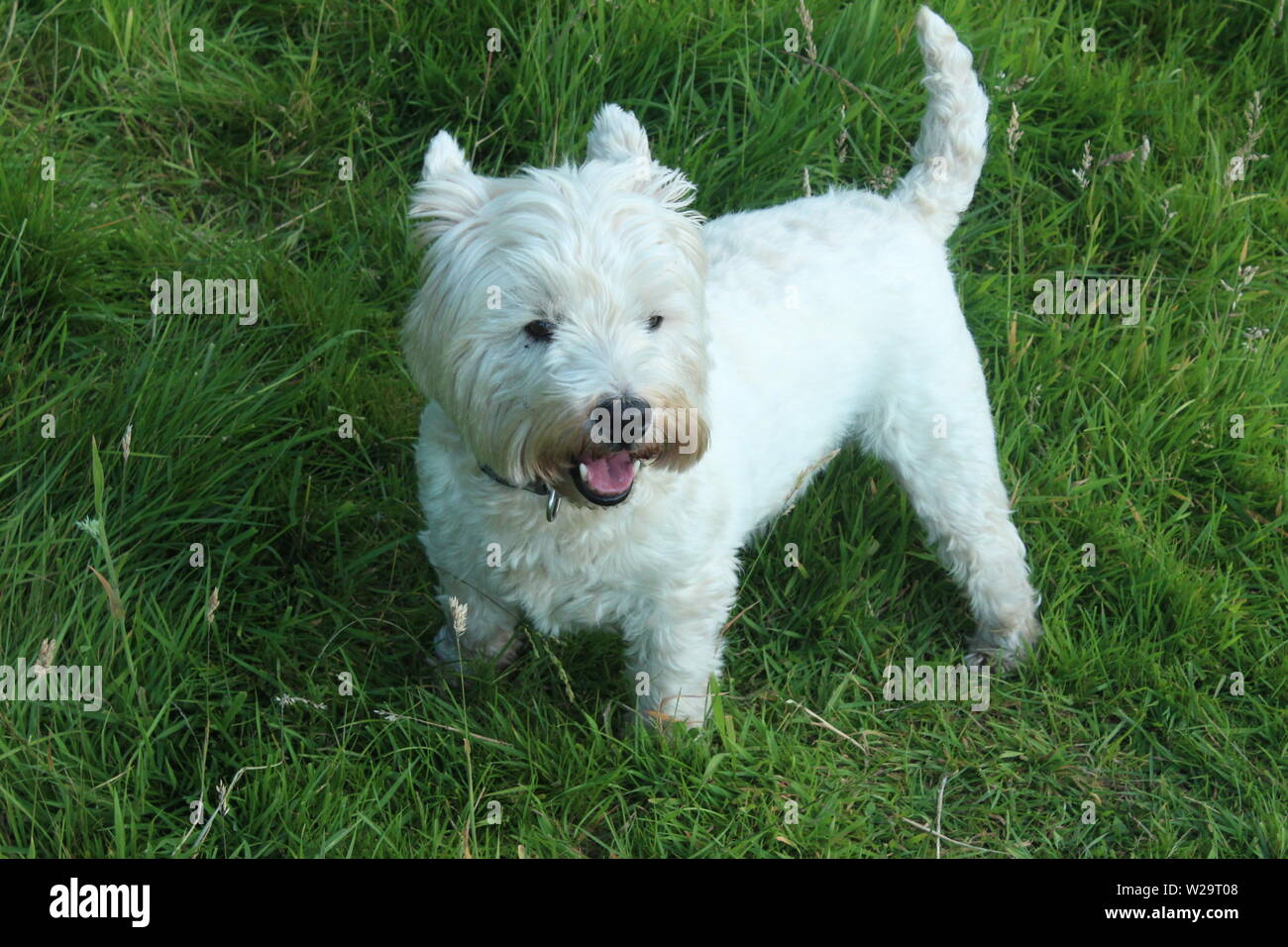 Immagine del bianco westie cane sorgeva sull'erba in un prato in una giornata di sole Foto Stock
