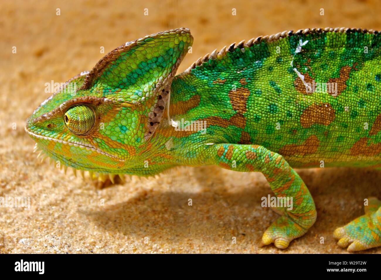 Yemen Chameleon in un terrario Foto Stock