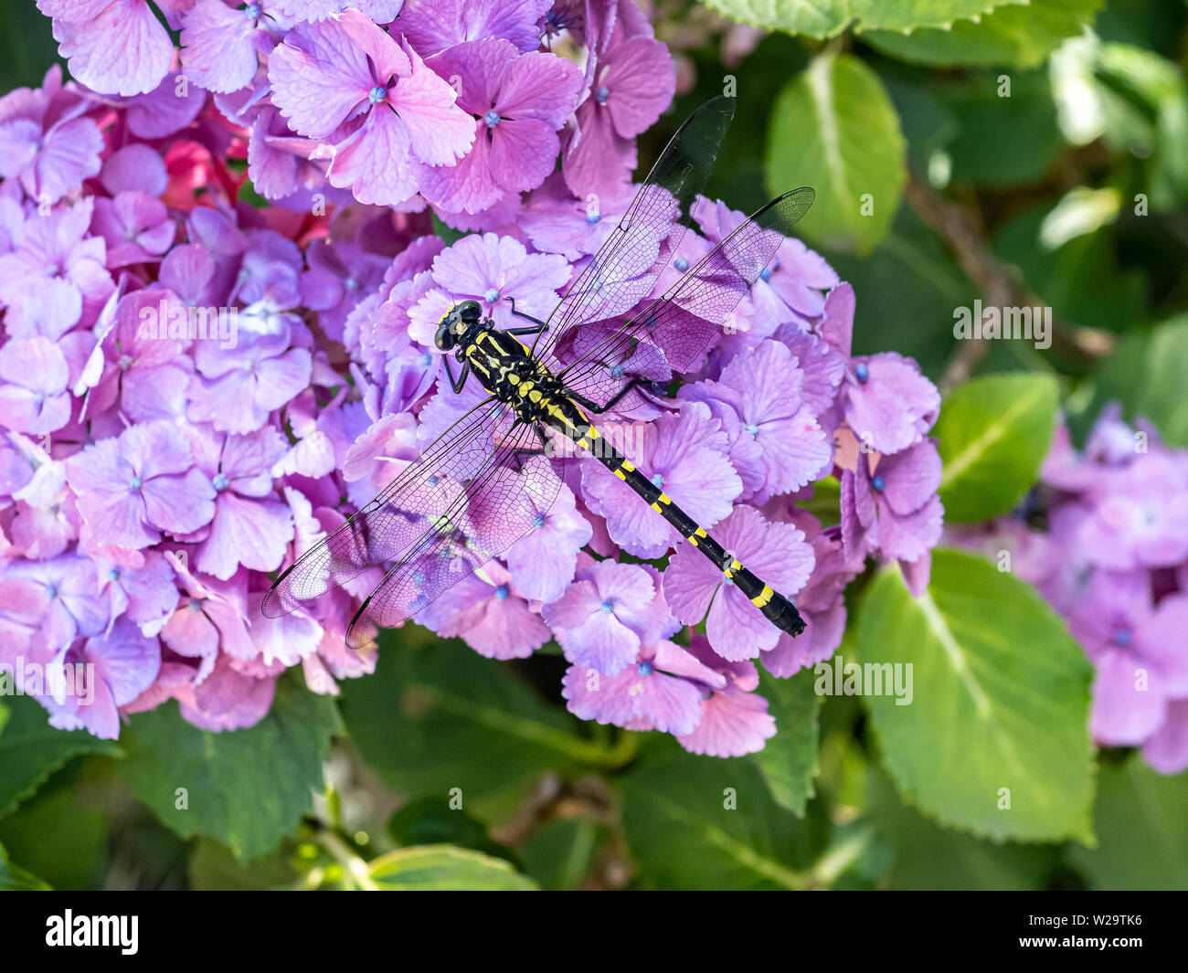 Una variante giapponese della comune clubtail dragonfly, pertinax Ictinogomphus, poggia su viola le ortensie in un parco giapponese su un fiume. Foto Stock