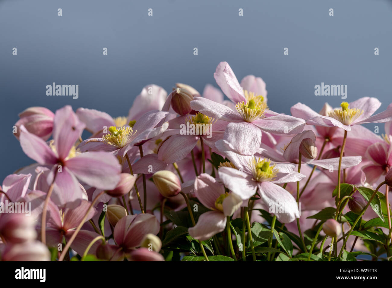 La clematide Rubens offene Blüte Knospen Lila rosa violett mit gelbem Zentrum Foto Stock