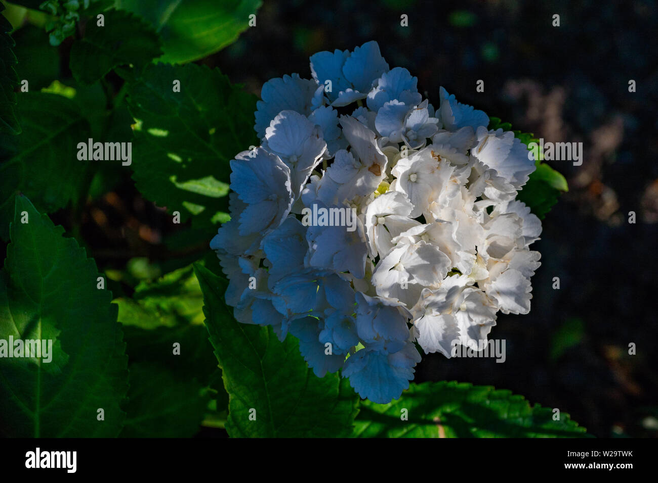 Blaue, Flieder, Blüte, mit ,weissem, Zentrum, wunderschön Foto Stock