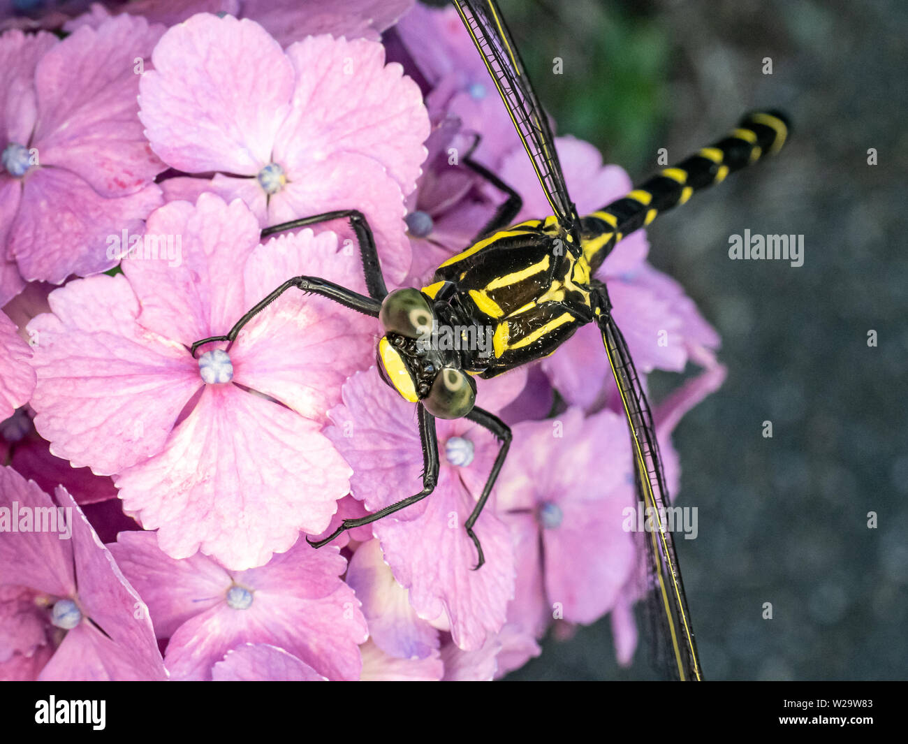 Una variante giapponese della comune clubtail dragonfly, pertinax Ictinogomphus, poggia su viola le ortensie in un parco giapponese su un fiume. Foto Stock