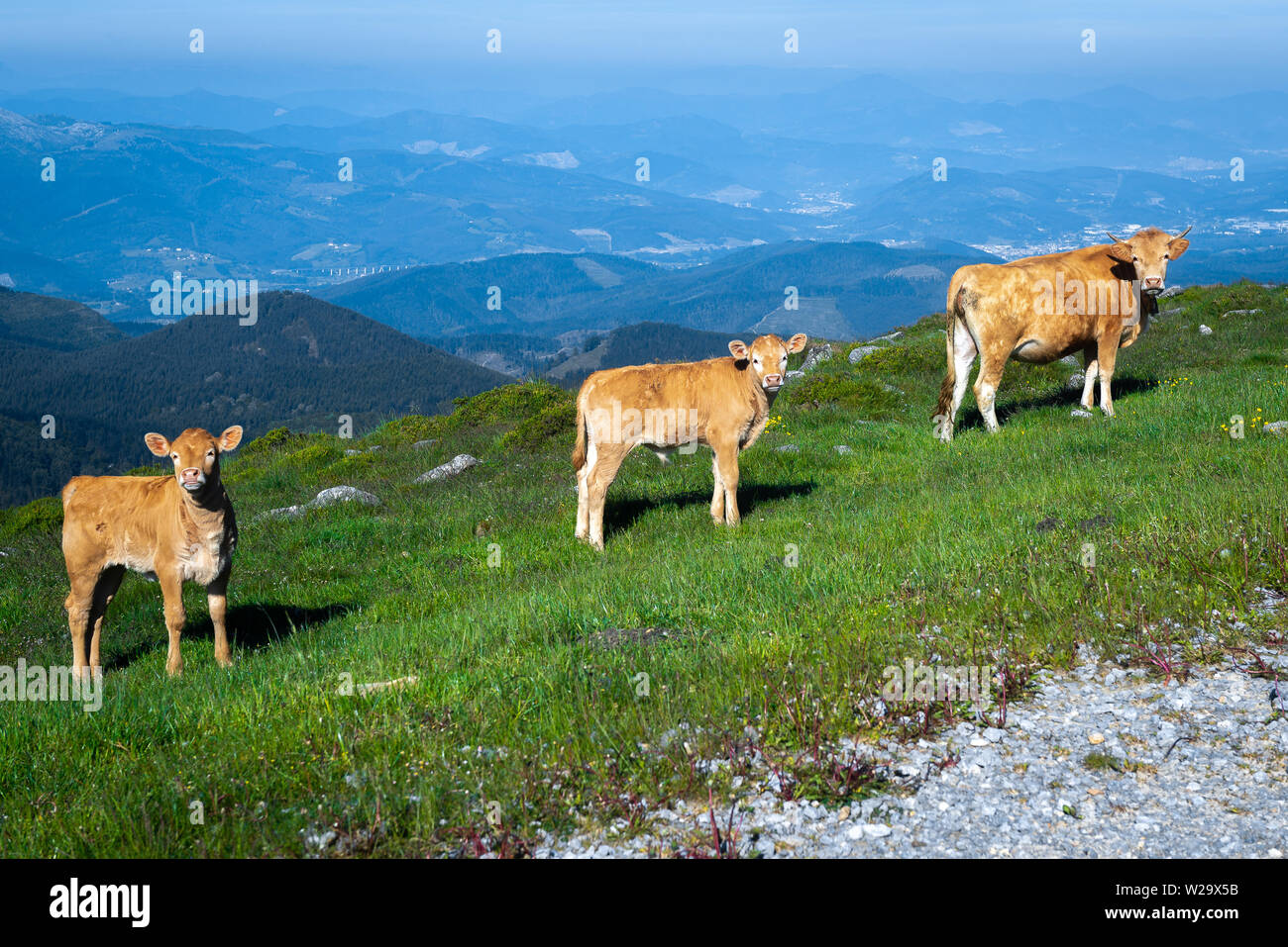 Una mucca con due vitelli in montagna Oiz, Paesi Baschi Foto Stock