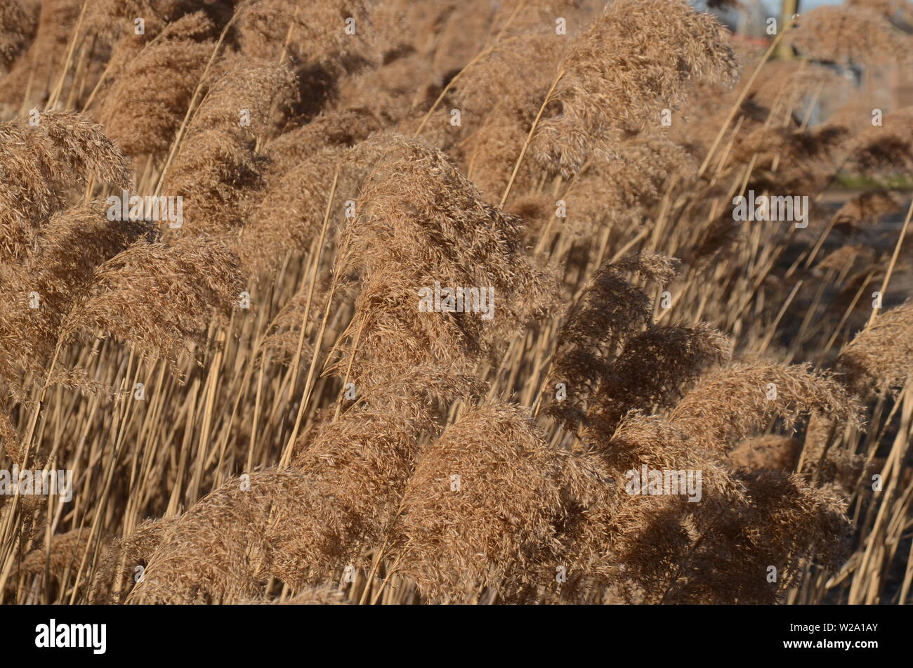 Piuttosto l'erba selvatica Pampas coltivate piante di resistere a una giornata di vento nel giardino stato. Foto Stock