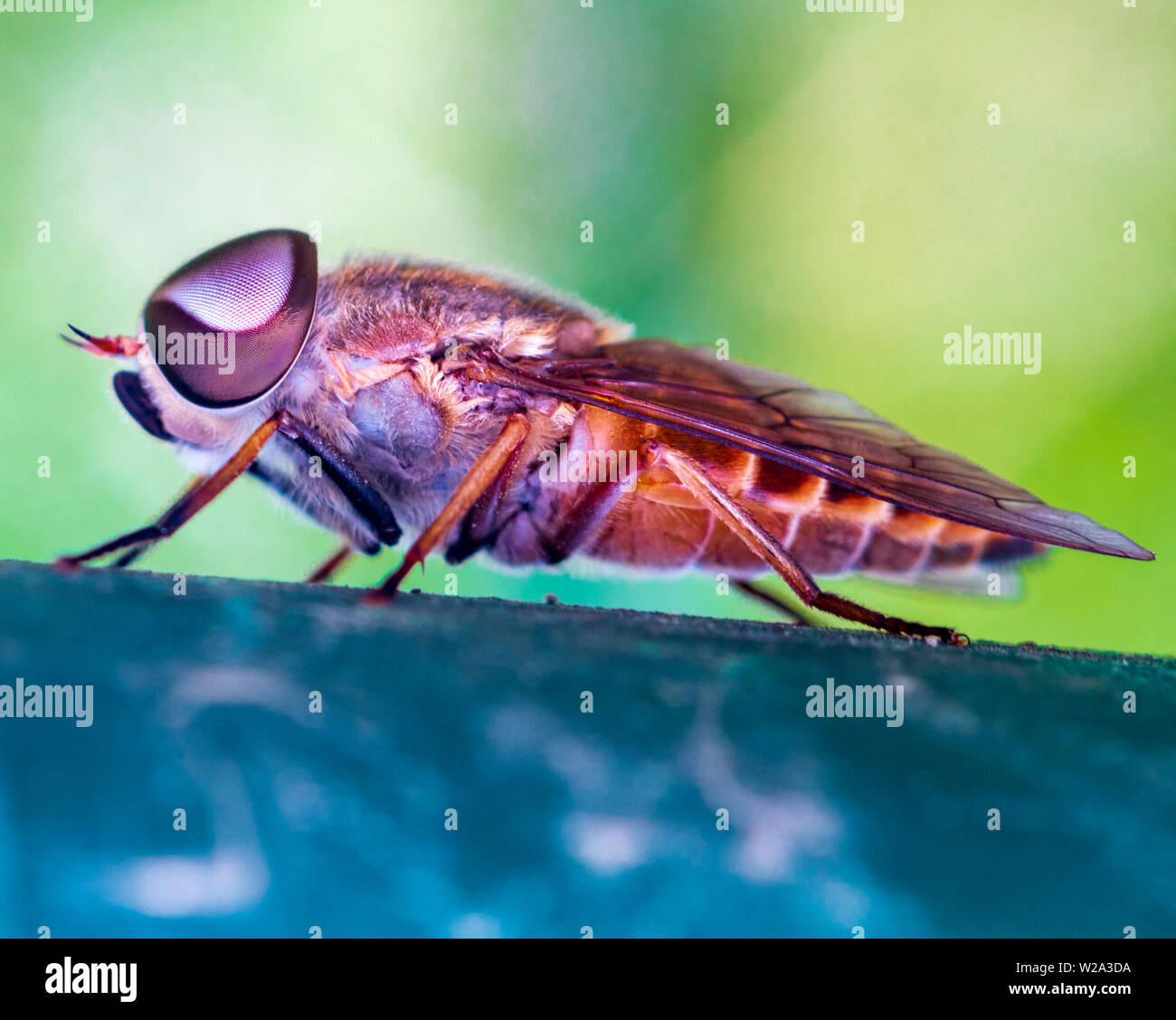Il fly sono parte di Israels wildlife Foto Stock